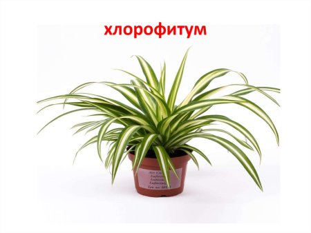 Герань алоэ хлорофитум хохлатый