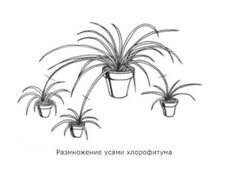 Хлорофитум размножение усами