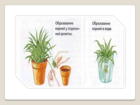 Растение хлорофитум размножение