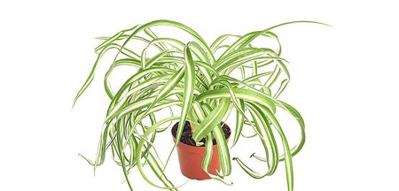 Плющ хлорофитум растения