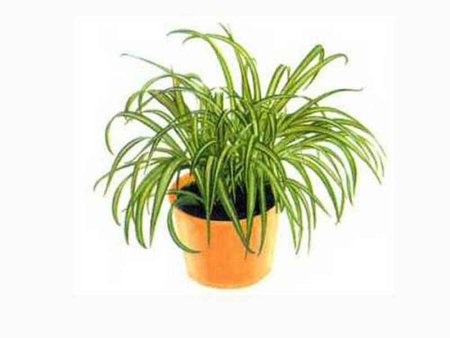 Хлорофитум d12 tim