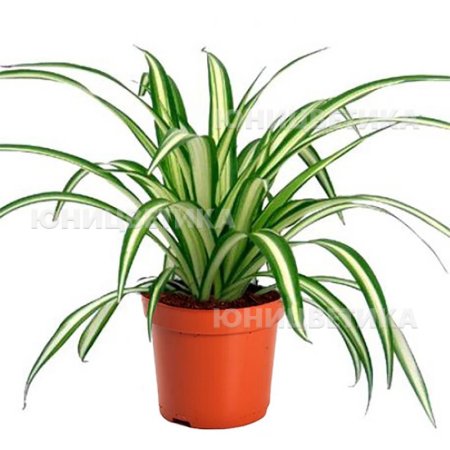 Хлорофитум герань