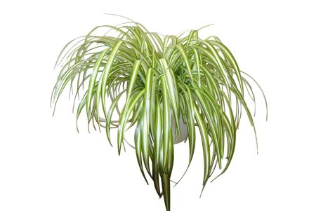 Рисование комнатные растения хлорофитум