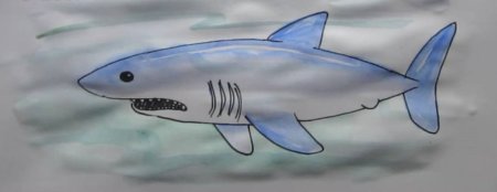 Рисование акула в подготовительной группе