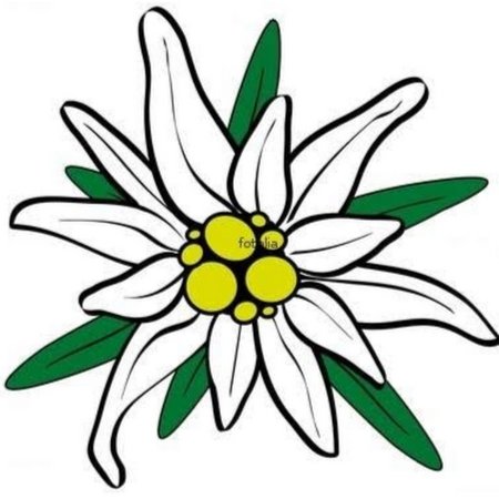 Эдельвейс цветок рисунок