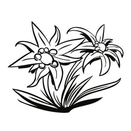 Эдельвейс цветок рисунок