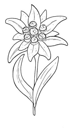 Эдельвейс цветок эскиз