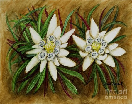 Эдельвейс живопись