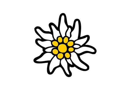 Эдельвейс цветок