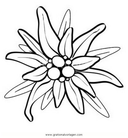 Эдельвейс цветок