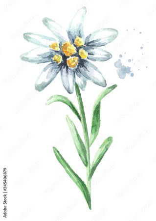 Акварельные Эдельвейс