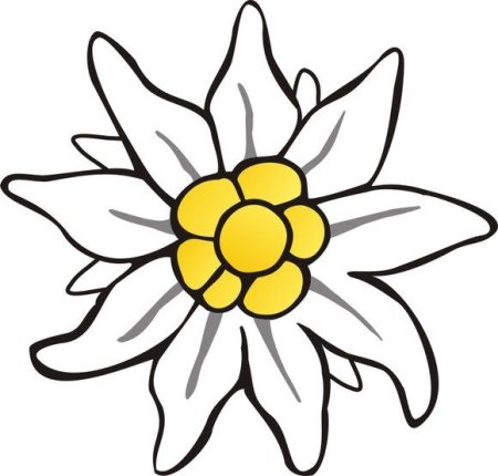 Эдельвейс рисунок маленький