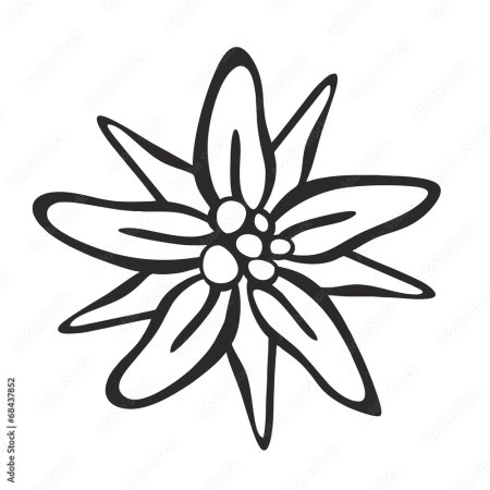 Эдельвейс цветок раскраска