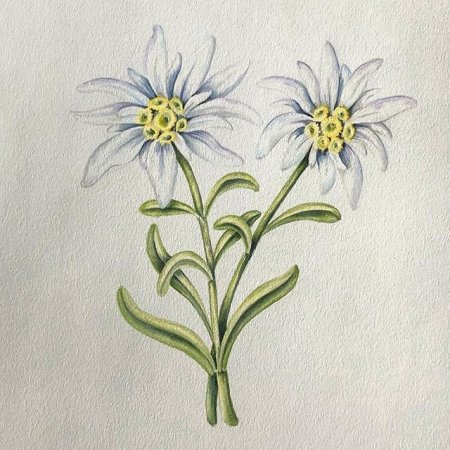 Эдельвейс цветок акварель