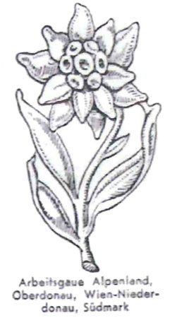 Эдельвейс рисунок