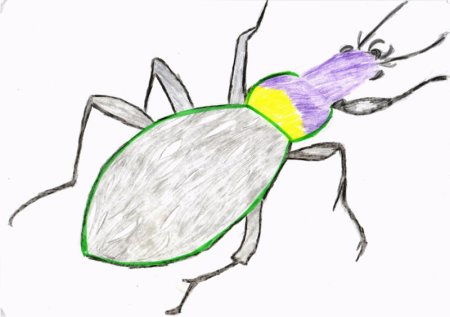 Жужелица раскраска для детей