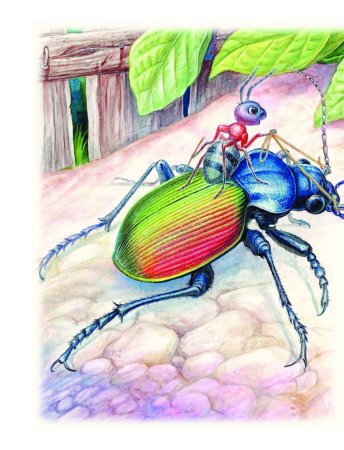 Путешествие муравьишки Бианки