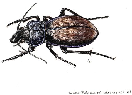 Жужелица Эстрейхера