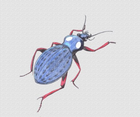 Жужелица Кавказская рисунок