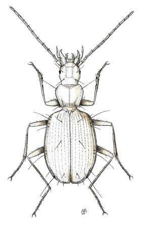 Жужелица Крымская