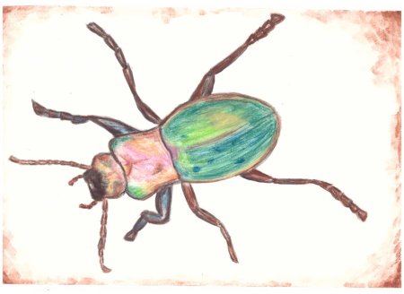Жужелица рисунок для детей