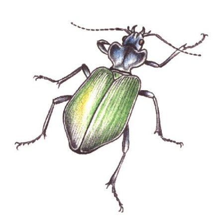Жук пахучий красотел нарисовать