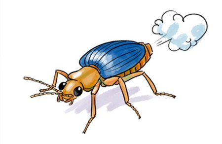 Жук бомбардир стреляет