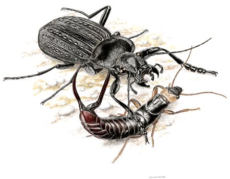 Жужелица Кавказская рисунок