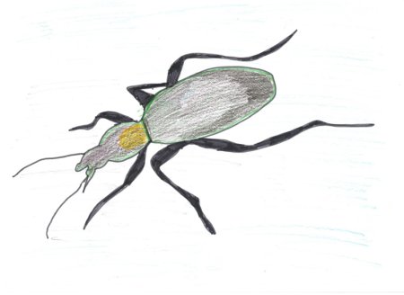 Жужелица Авинова