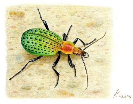 Жужелица живопись