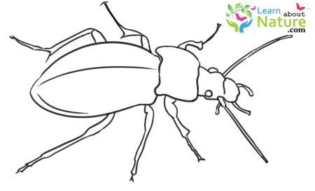 Жук пахучий красотел нарисовать