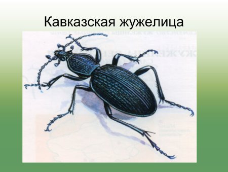 Жук жужелица Кавказская