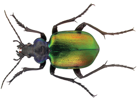 Красотел пахучий (Calosoma sycophanta)