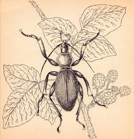 Жук жужелица раскраска