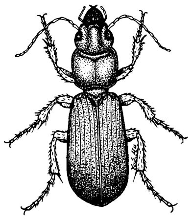 Крымская жужелица строение