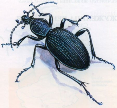 Жук жужелица Кавказская
