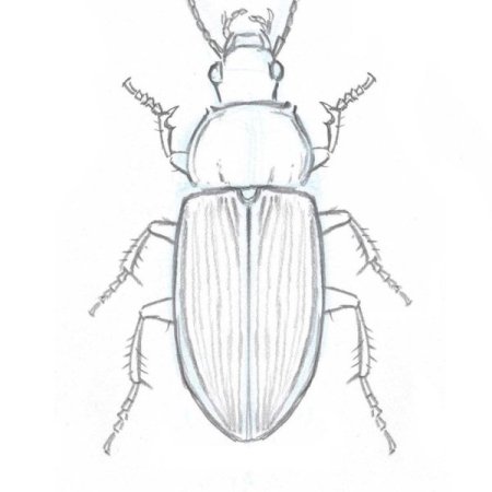 Майский Жук раскраска
