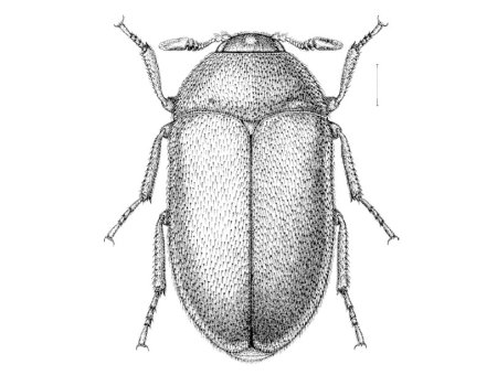 Жук короед раскраска