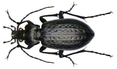 Жук жужелица
