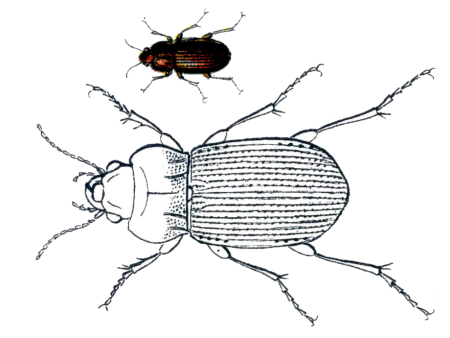 Жужелица рисунок