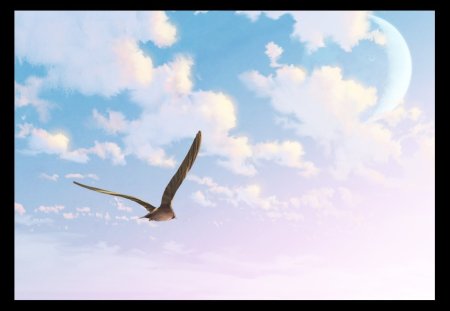 Голуби в небе