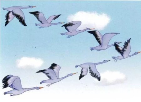 Клин перелетных птиц в небе Нищева