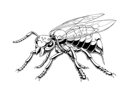 Оса черно белая