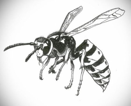 Пчела рисунок