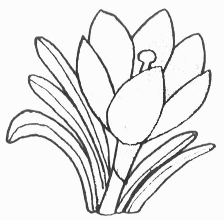 Подснежники раскраска для детей