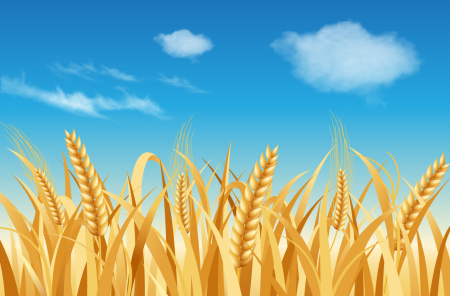 Поле пшеницы