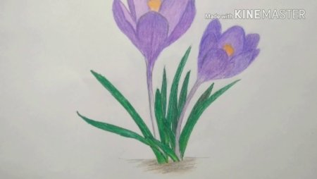 Рисование крокусы в подготовительной группе