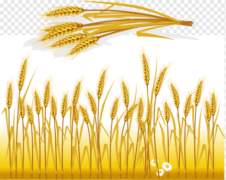 Поля с колосьями с рисовать