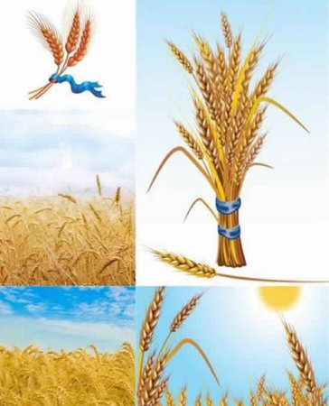 Поле с колосьями