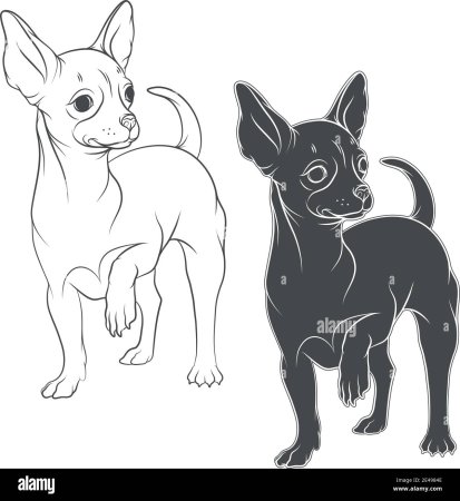 Чихуахуа рисунок карандашом